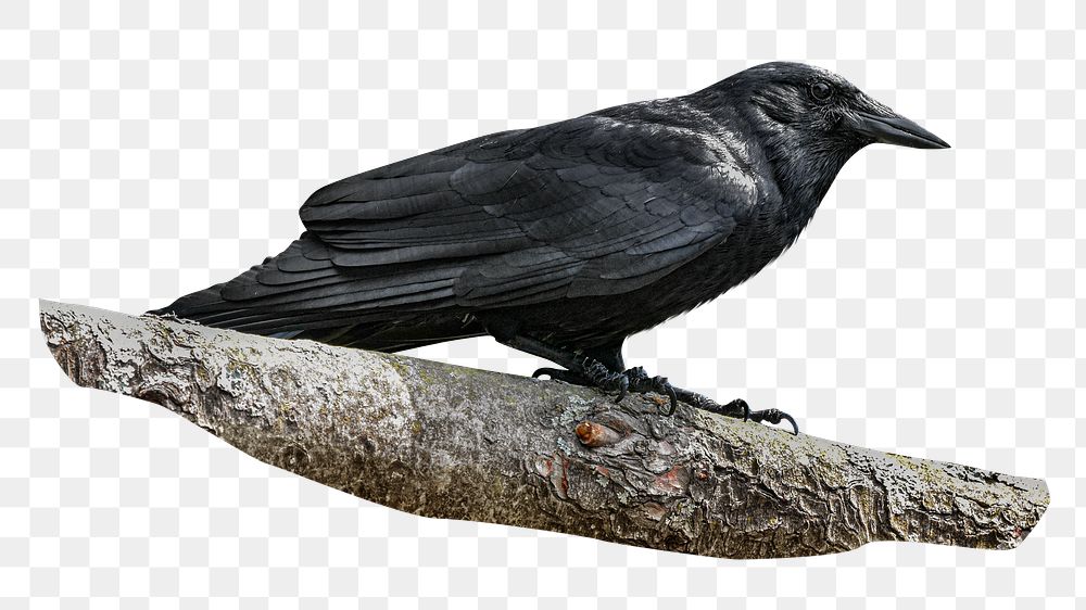 Black crow png, transparent background