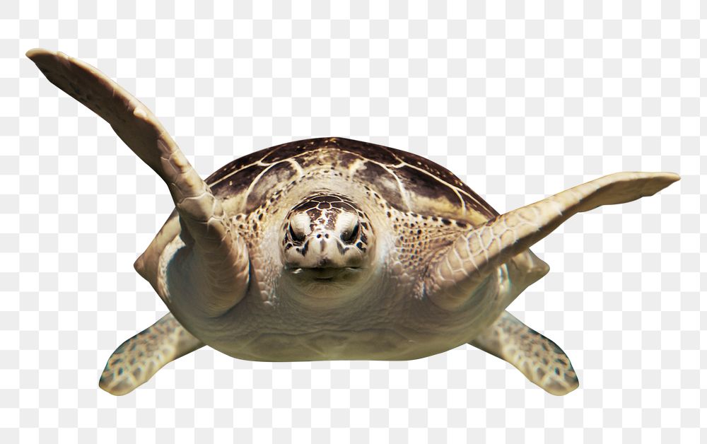 Sea turtle png collage element, transparent background