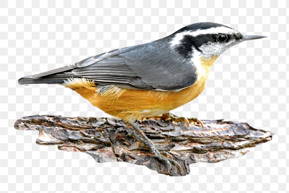 Red nuthatch png, transparent background