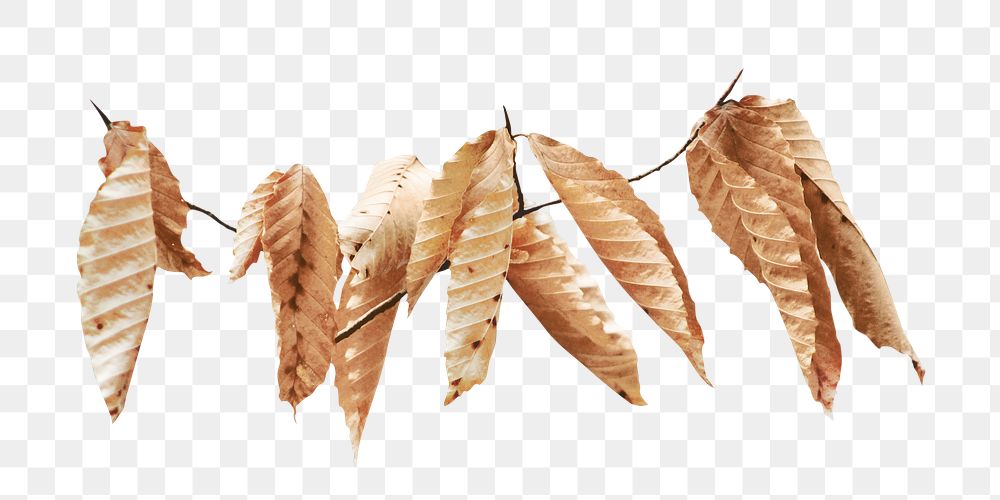 Png brown dry leaves, transparent background
