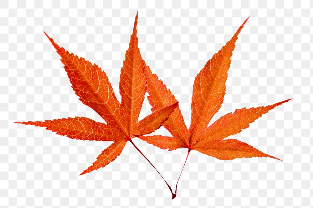 Dry maple png leaf, transparent background