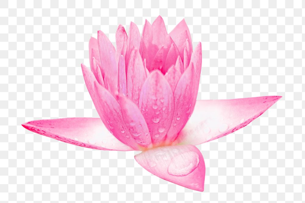 Pink lotus flower png, transparent background