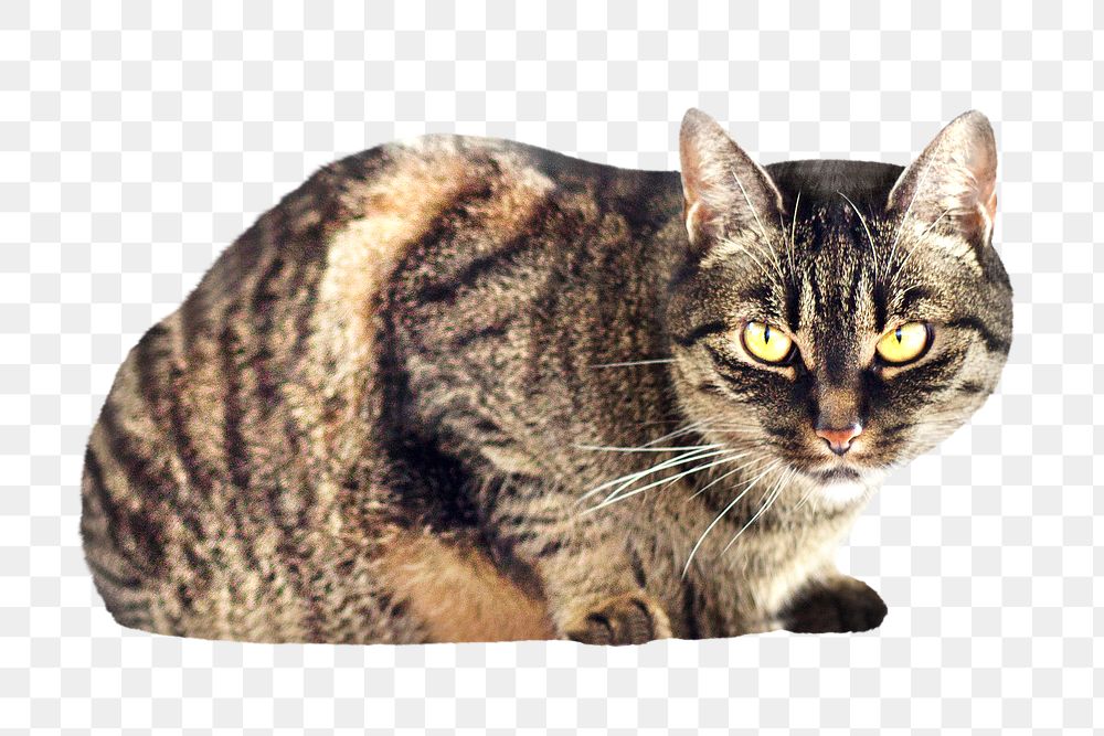 Tabby cat png, isolated design, transparent background