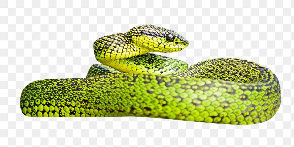 Green snake png, design element, transparent background