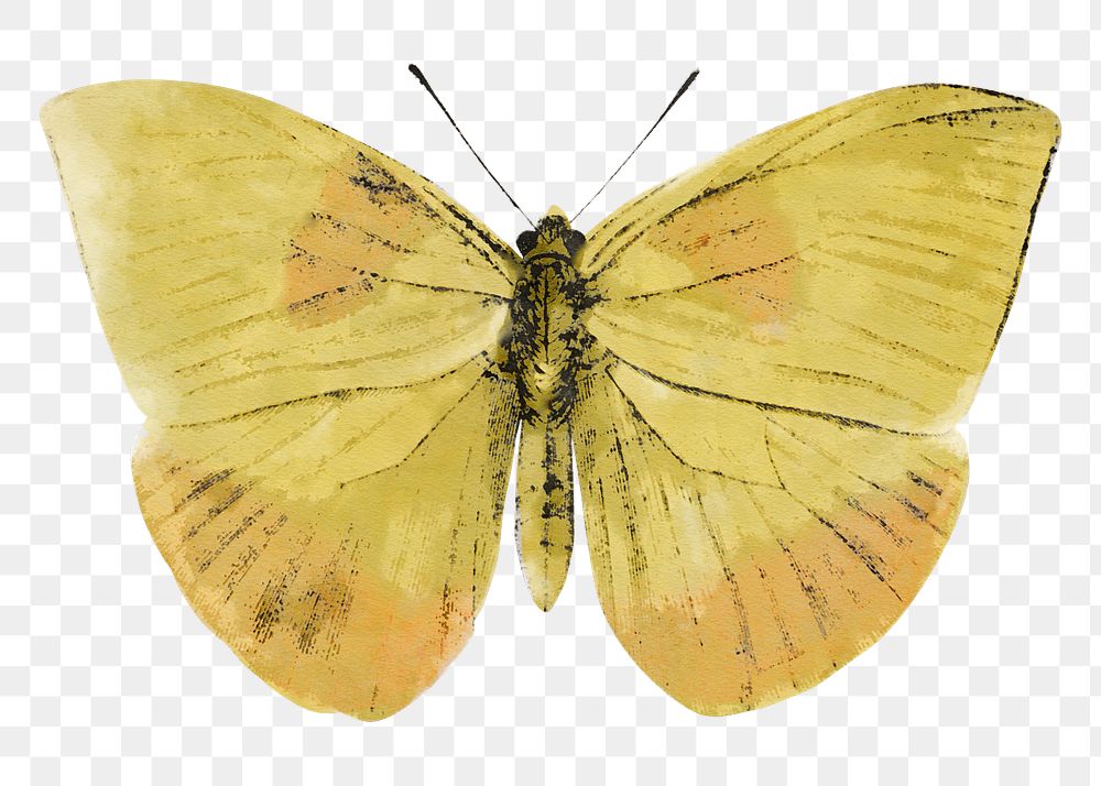 Yellow butterfly png watercolor, transparent background. Remixed by rawpixel.