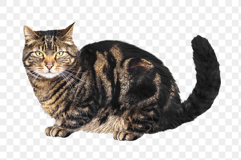 Tabby cat png, transparent background