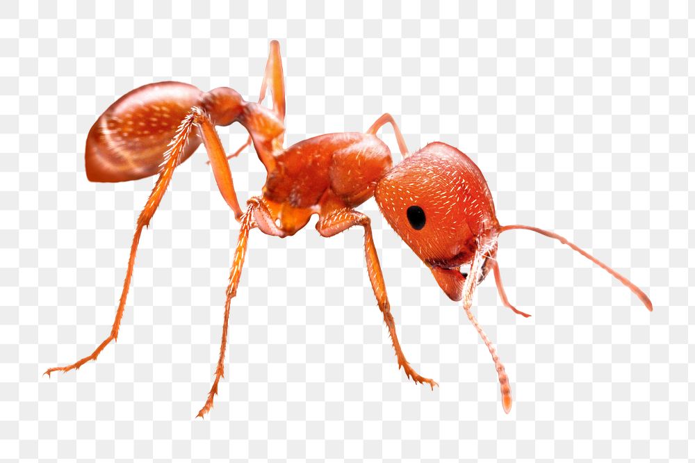 Ant png collage element, transparent background