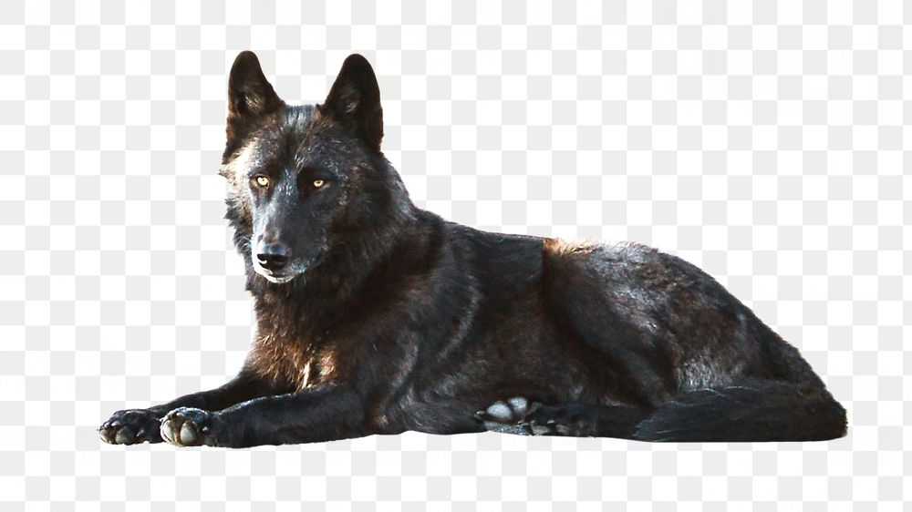 PNG black wolf, collage element, transparent background