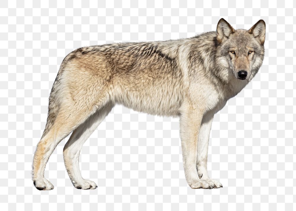 PNG wild wolf, collage element, transparent background