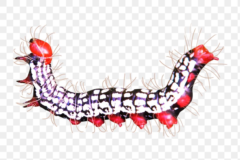 Png colorful worm element, transparent background
