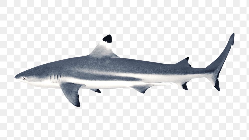 Png black tip shark element, transparent background