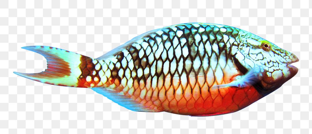 Png Stoplight Parrotfish element, transparent background