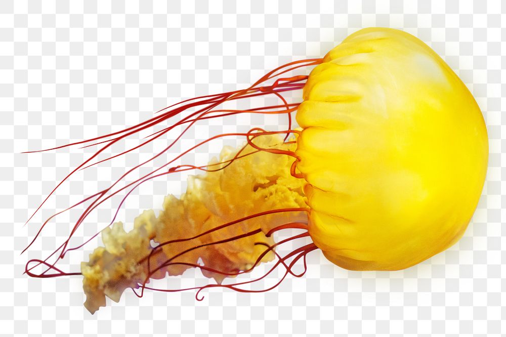 Png yellow jellyfish element, transparent background