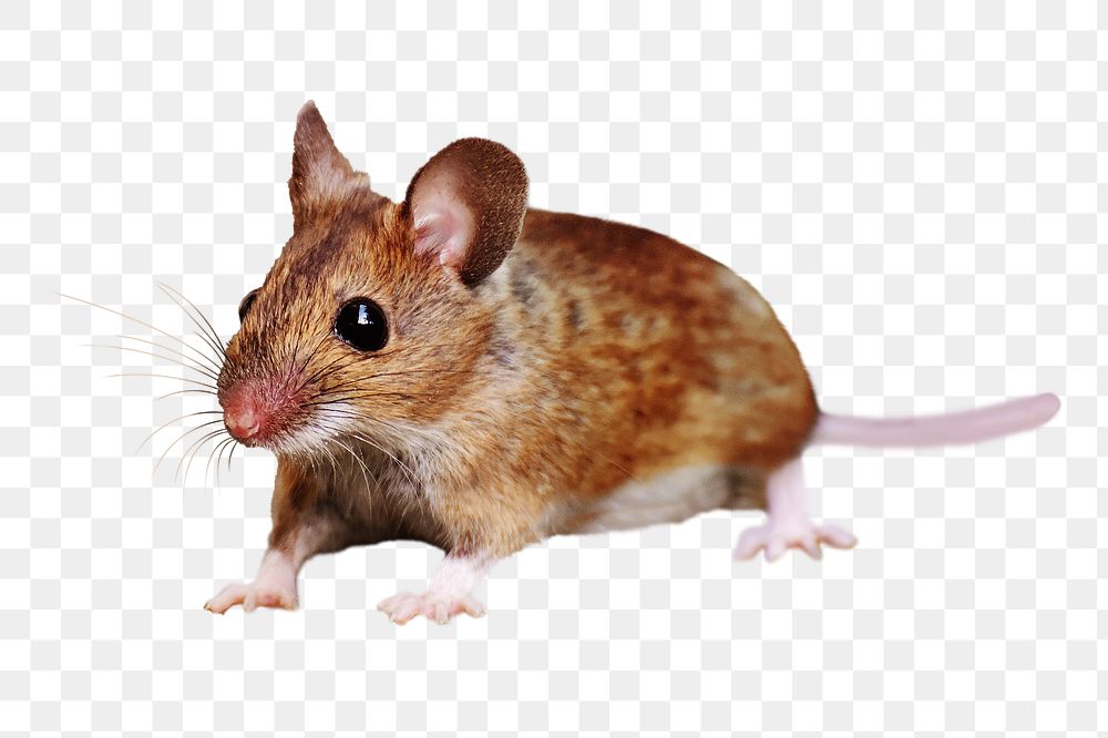 PNG Brown mouse, collage element, transparent background