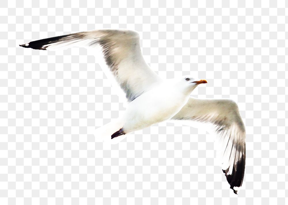 PNG seagull bird, collage element, transparent background