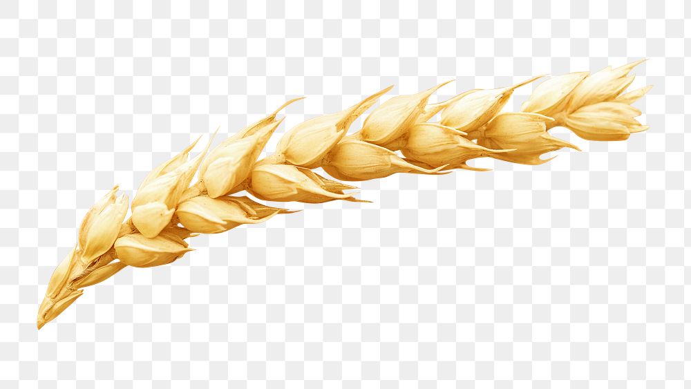 PNG wheat, collage element, transparent background