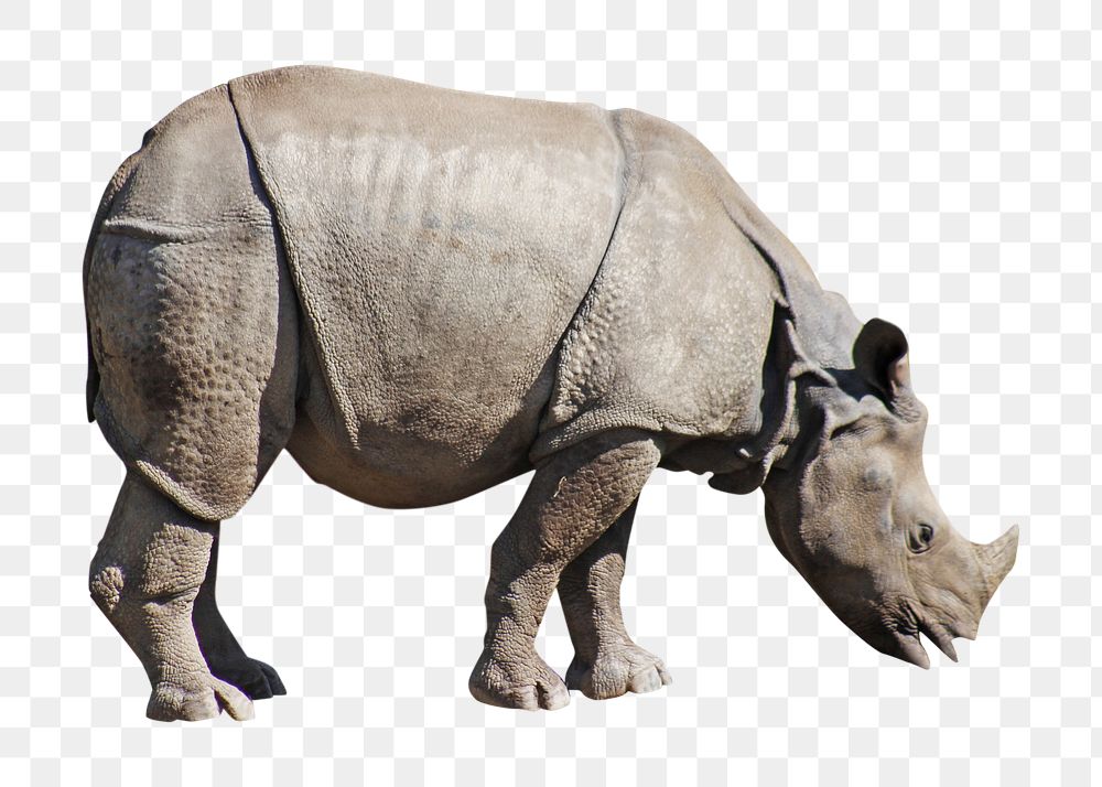 PNG Rhino, animal, collage element, transparent background