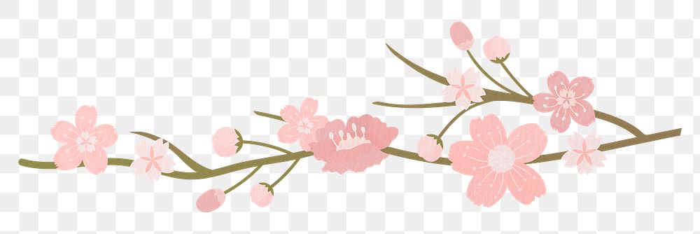 Pink png flower on transparent background, sakura illustration