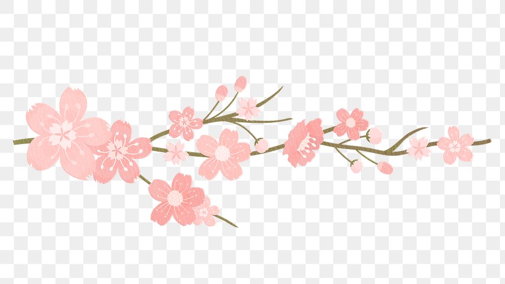 Pink png flower on transparent background, sakura illustration