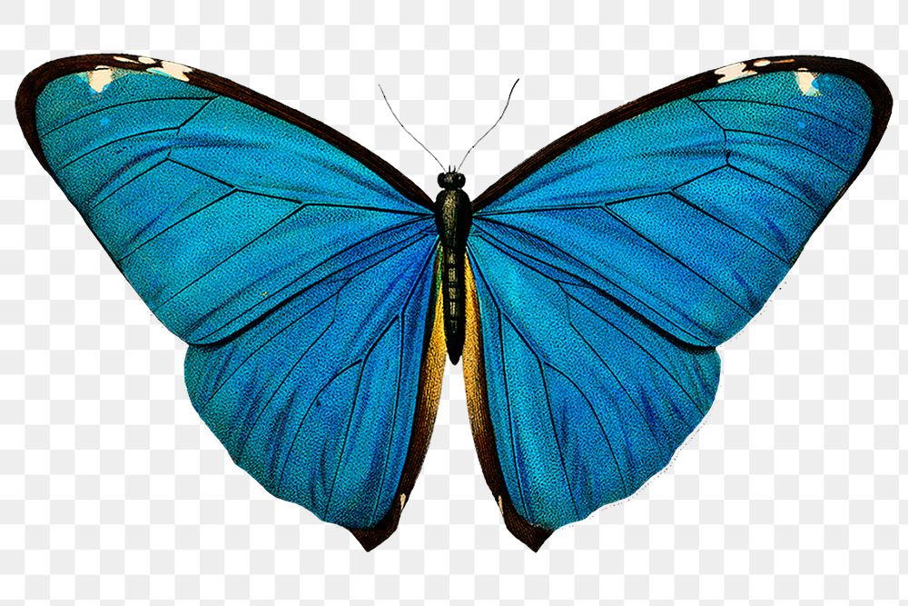 Blue butterfly png, transparent background