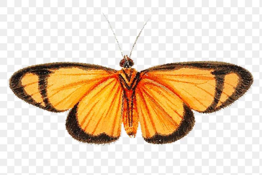 Orange  butterfly png, transparent background