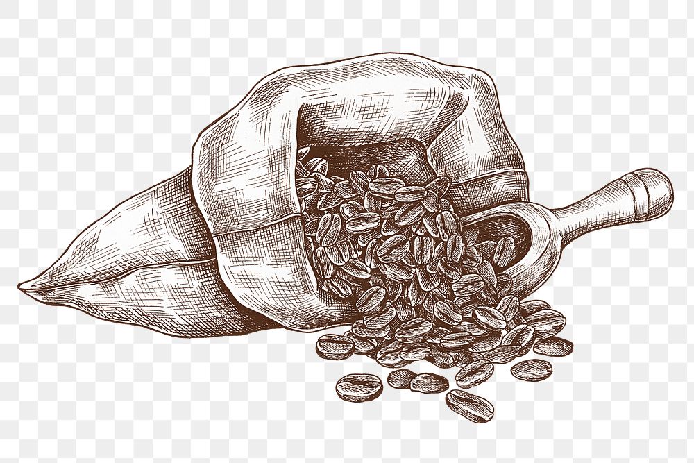 Png coffee beans illustration collage element, transparent background