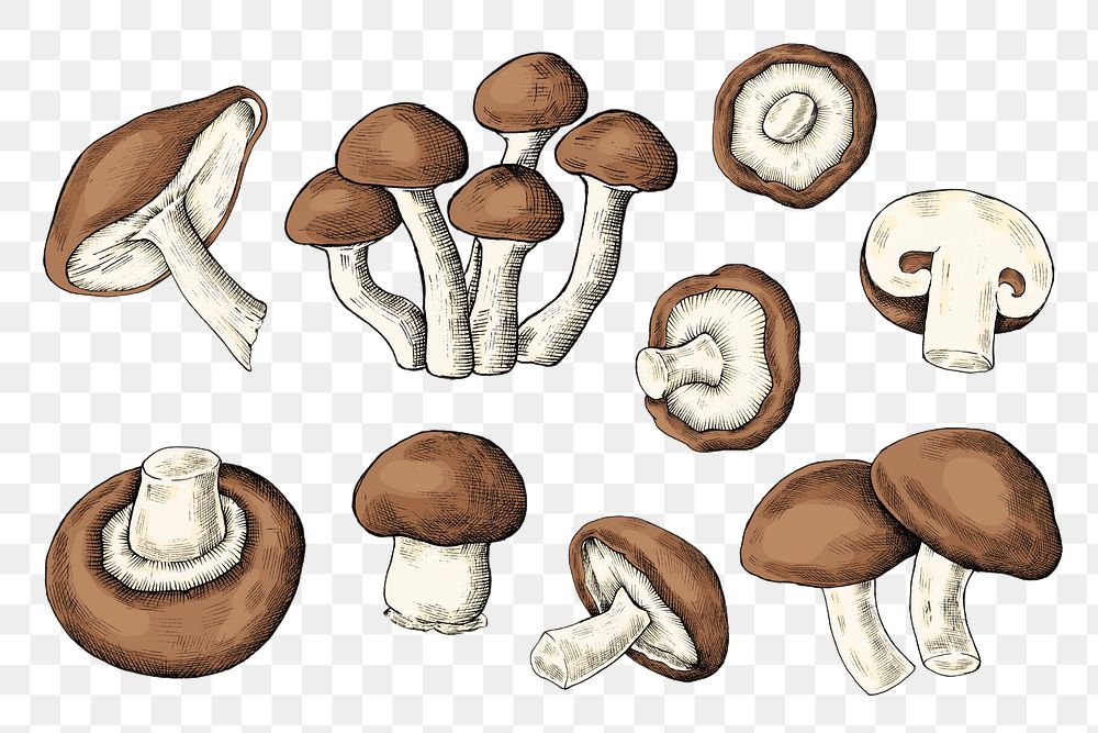 Png mushroom illustration set, transparent background