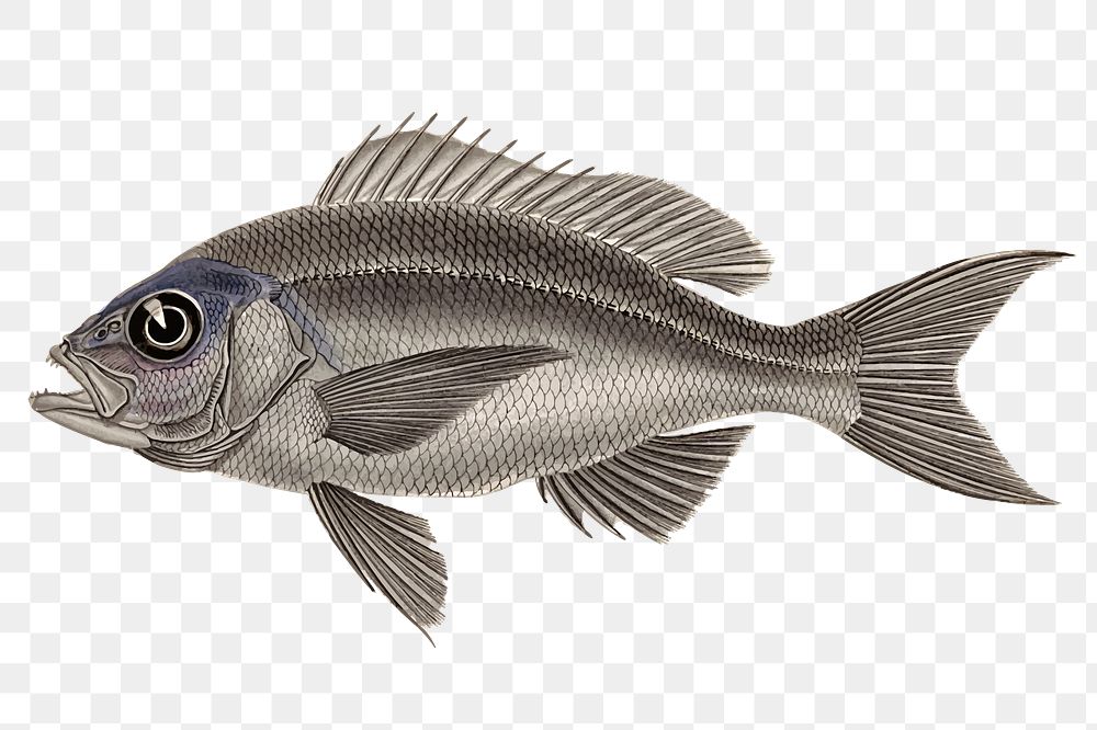 Fish png clipart illustration, transparent background. Free public domain CC0 image.