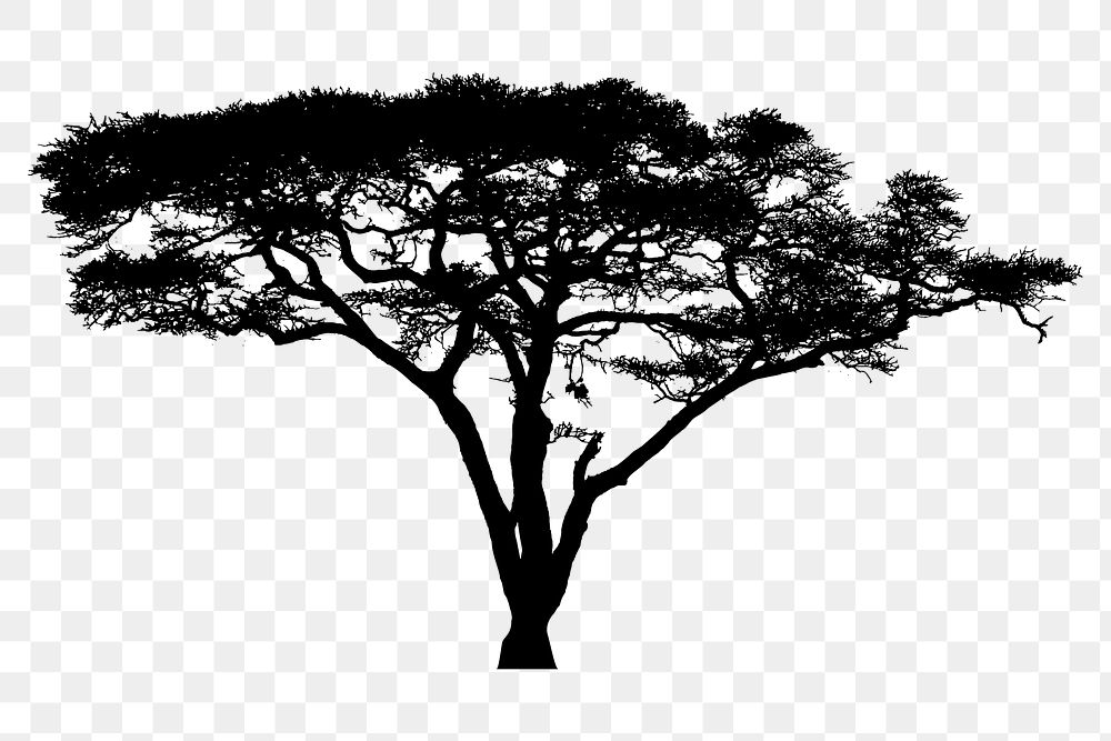 PNG Acacia Tree Silhouette, design element, transparent background