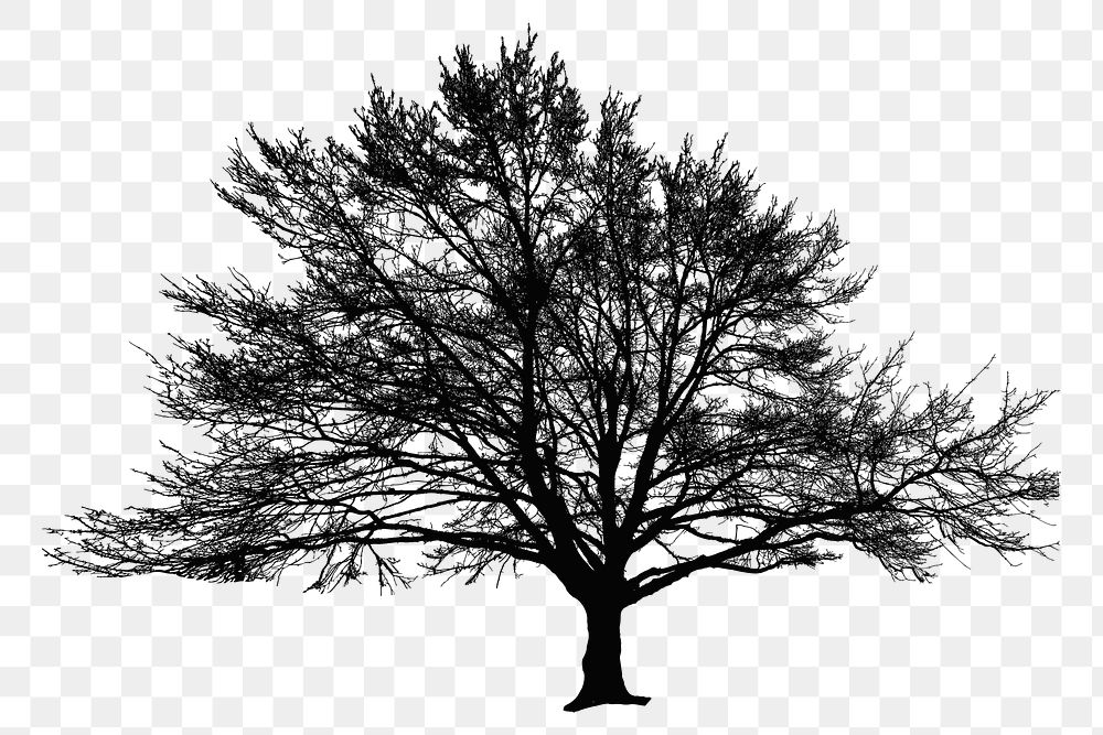 PNG Wide Winter Tree Silhouette, clipart, transparent background