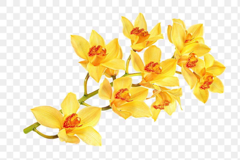 Yellow orchid flower png collage element, transparent background