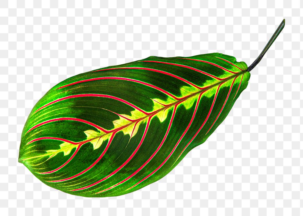 Maranta leaf png collage element, transparent background