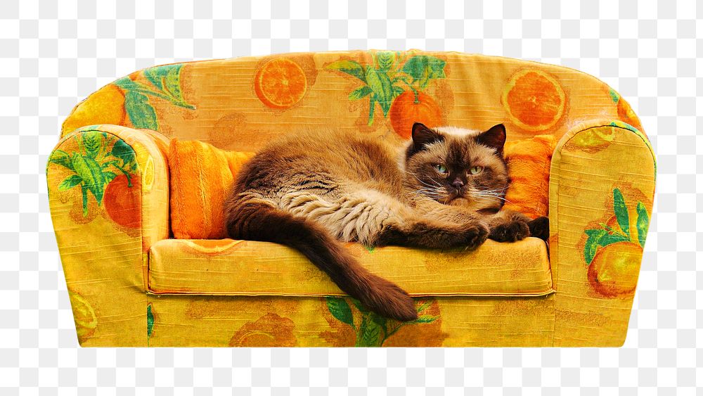 Cat on sofa animal png, transparent background