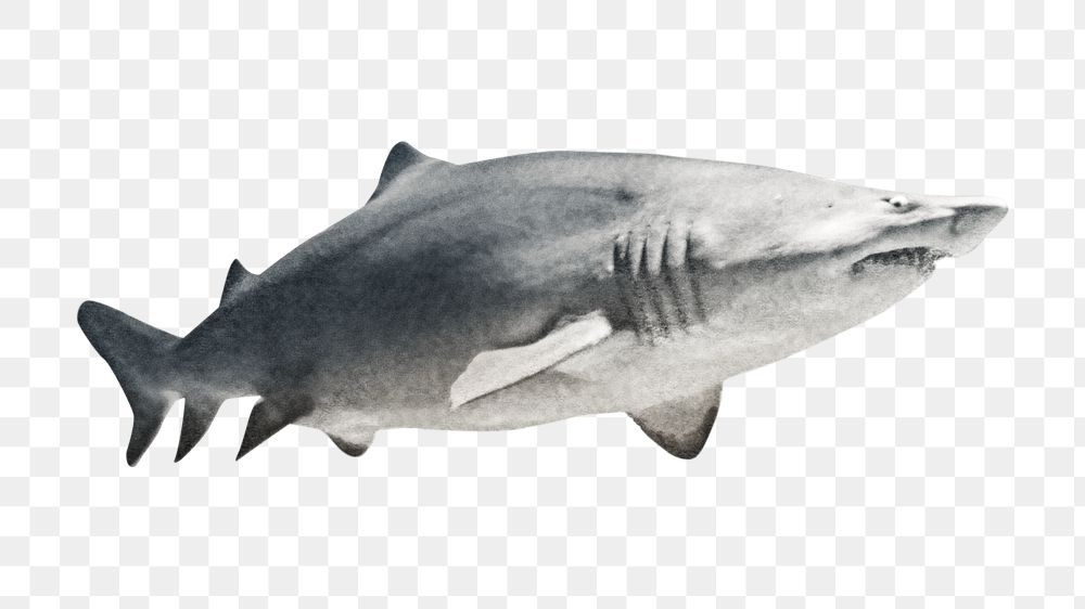 PNG shark, collage element, transparent background