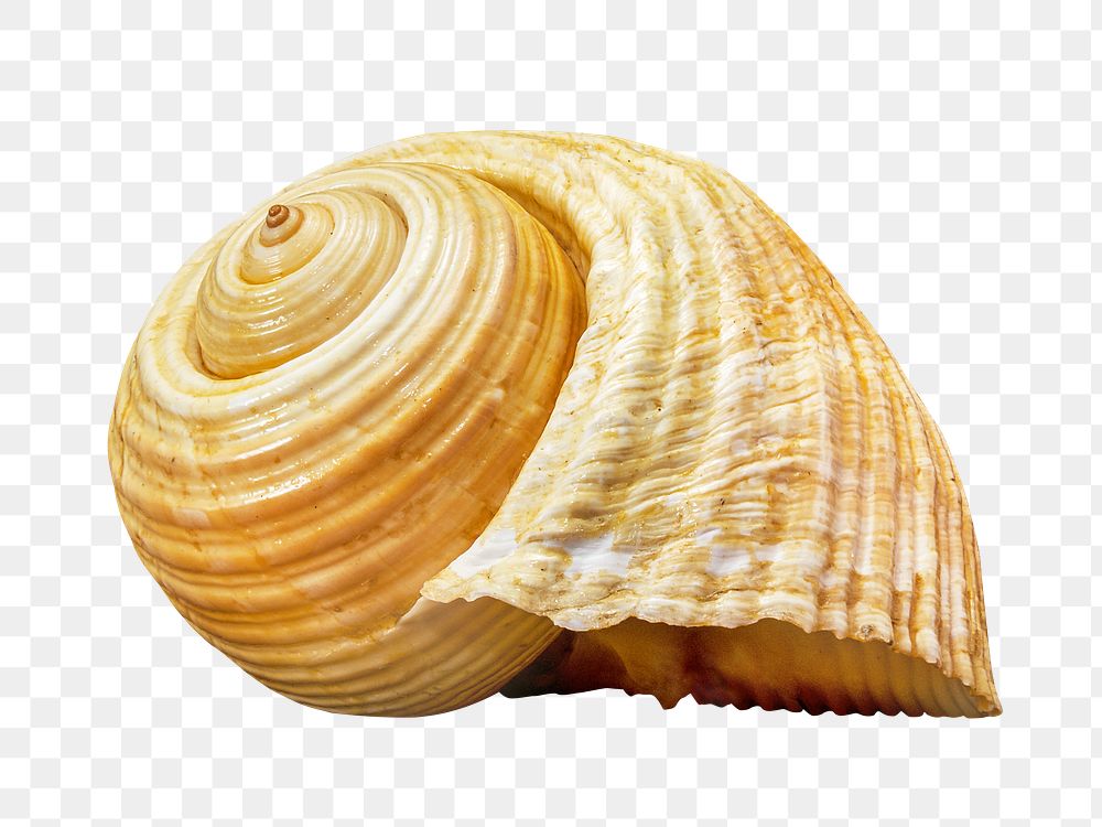 Shell png collage element, transparent background