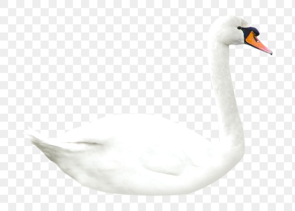 Mute swan png collage element, transparent background