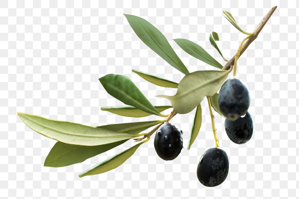 Black olive png collage element, transparent background