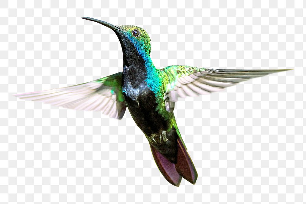 Hummingbird png, transparent background