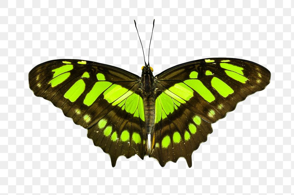 Green butterfly png collage element, transparent background