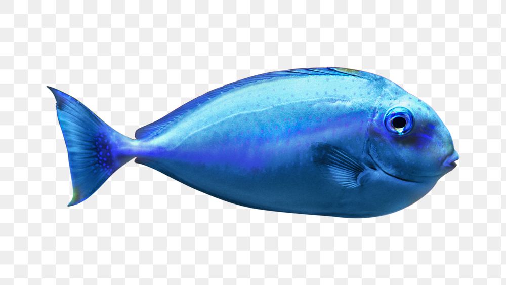 Blue tang fish png, transparent background