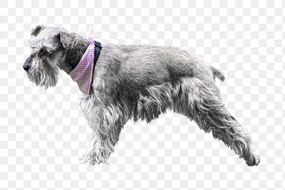 Grey schnauzer dog png collage element, transparent background