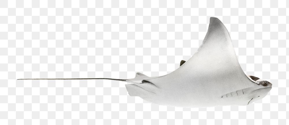 PNG Stingray design element, transparent background