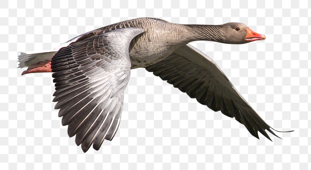 PNG Flying greylag goose design element, transparent background