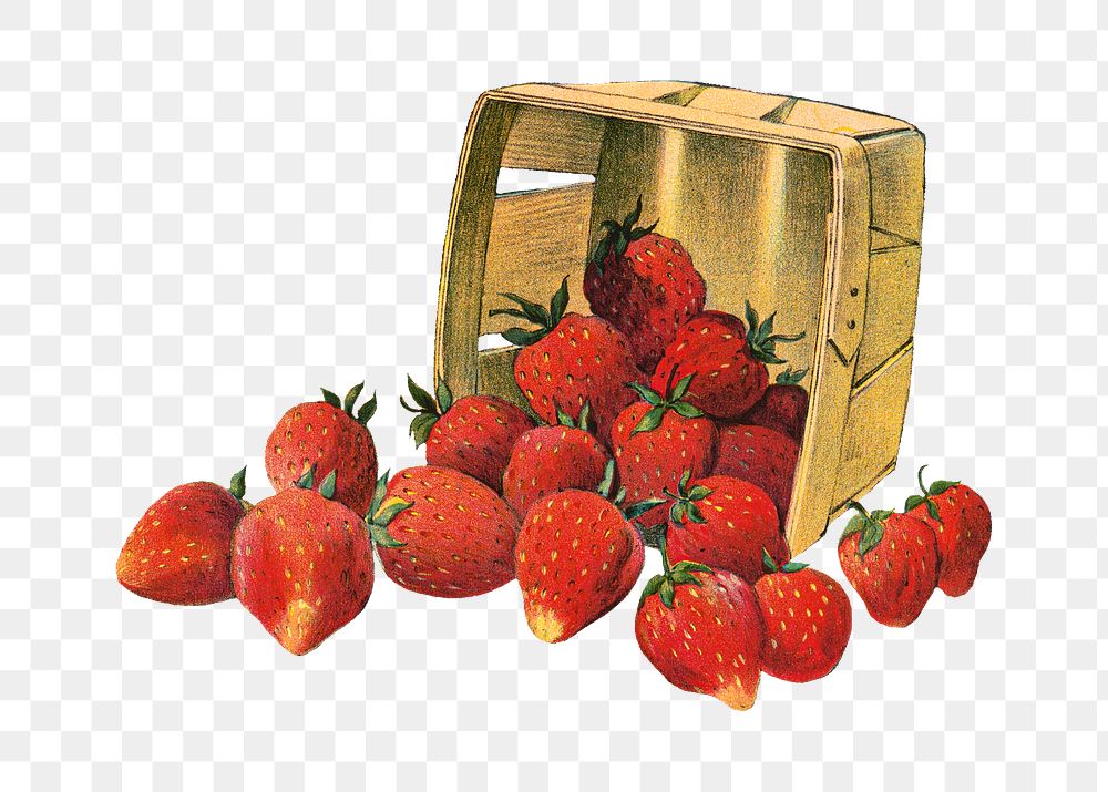 PNG vintage strawberry basket, chromolithograph art, transparent background. Remixed by rawpixel. 
