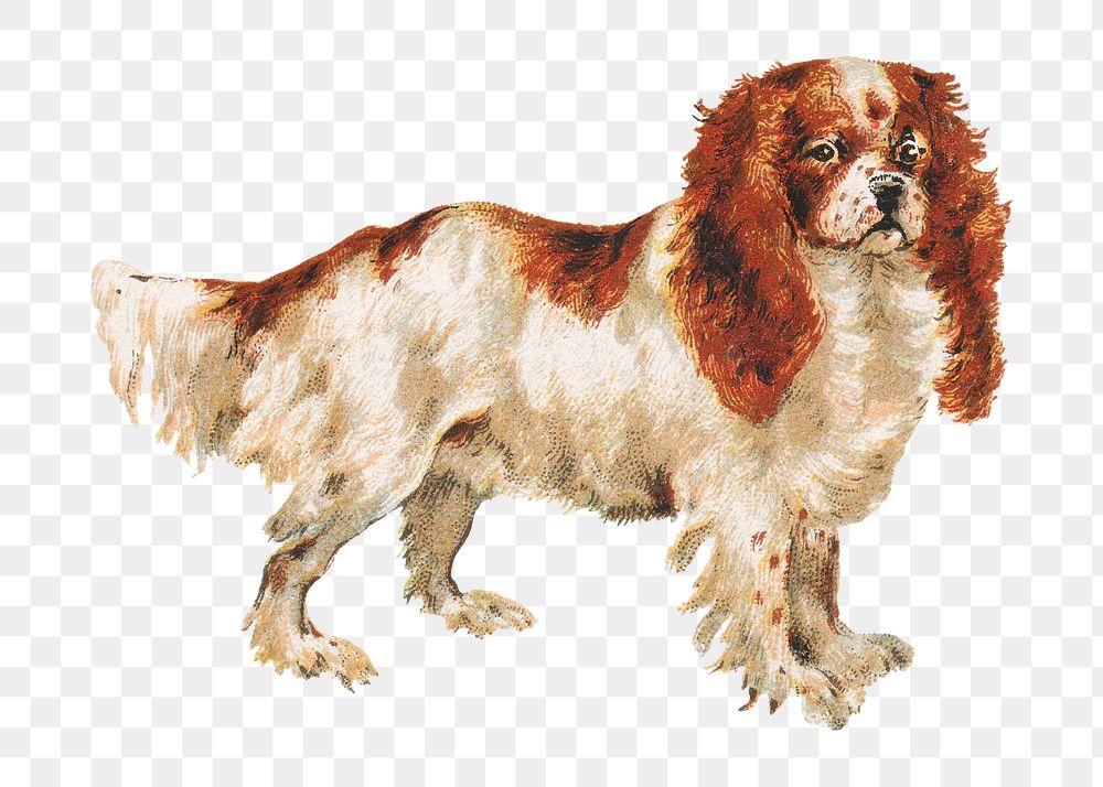 PNG Toy Spaniel dog, vintage pet animal illustration by Goodwin & Company, transparent background. Remixed by rawpixel.