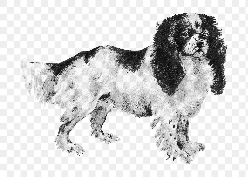 PNG Toy Spaniel dog, vintage pet animal illustration by Goodwin & Company, transparent background. Remixed by rawpixel.