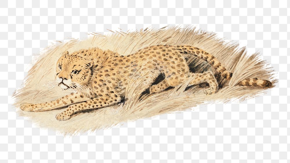 PNG Cheetah, vintage wild animal illustration by Samuel Howitt, transparent background. Remixed by rawpixel.