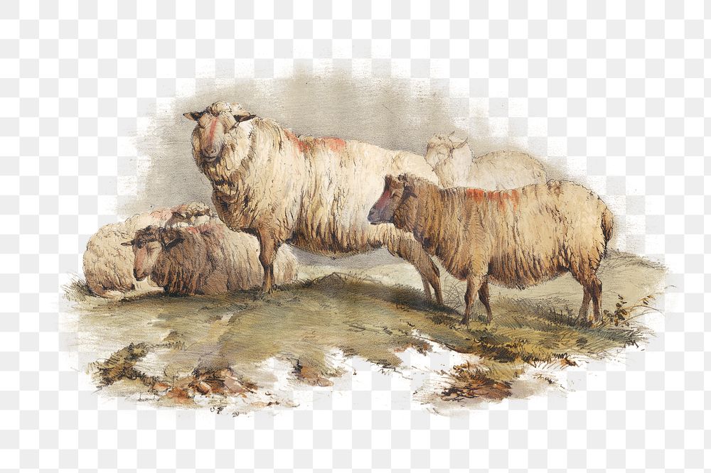 PNG Sheep, vintage farm animal illustration, transparent background. Remixed by rawpixel.