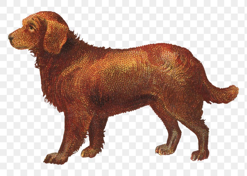 Dog png Chesapeake Bay Retriever, transparent background. Remixed by rawpixel.