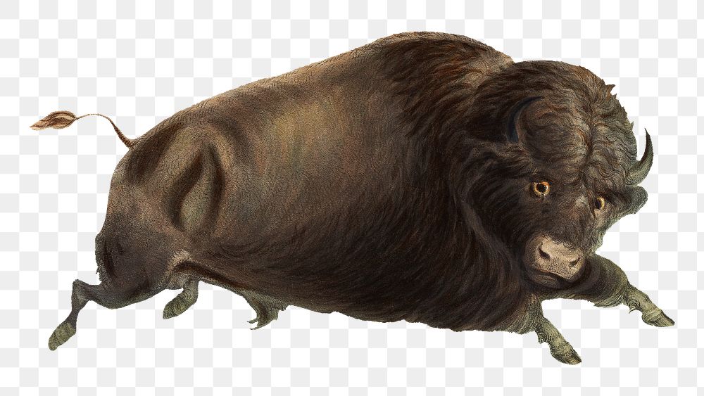 Vintage buffalo png animal, transparent background. Remixed by rawpixel.